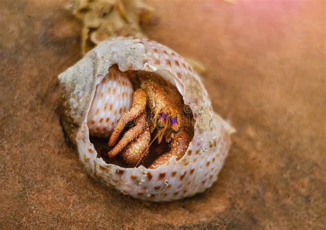 Why is my hermit crab hiding in the sand?