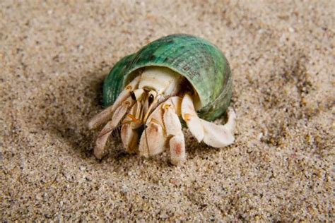 Why is my hermit crab not moving?