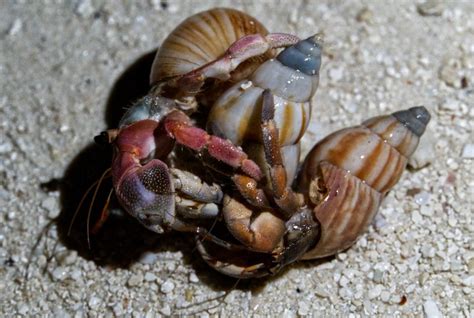Why is my hermit crab suddenly so active?