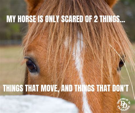 Why is my horse so scared of everything?