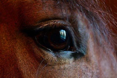 Why is my horses eye crying?