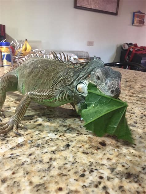 Why is my iguana not laying eggs?