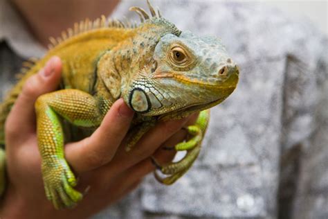 Why is my iguana so aggressive?