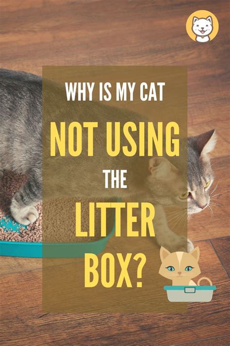 Why is my indoor outdoor cat not using the litter box?