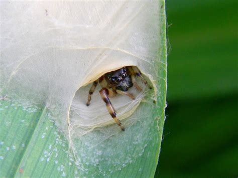 Why is my jumping spider making a thick web?