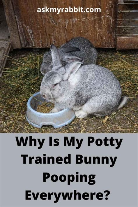 Why is my litter trained rabbit pooping everywhere?