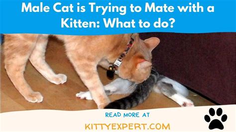 Why is my male cat trying to mate with me?