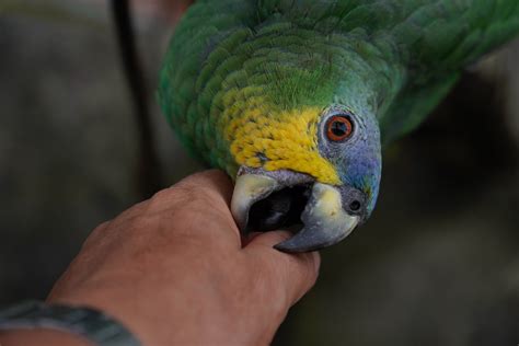 Why is my parrot acting aggressive?