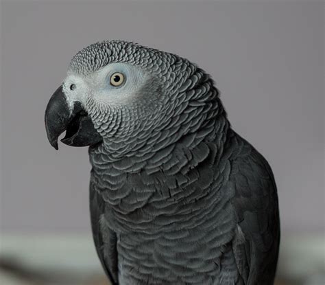 Why is my parrot becoming aggressive?