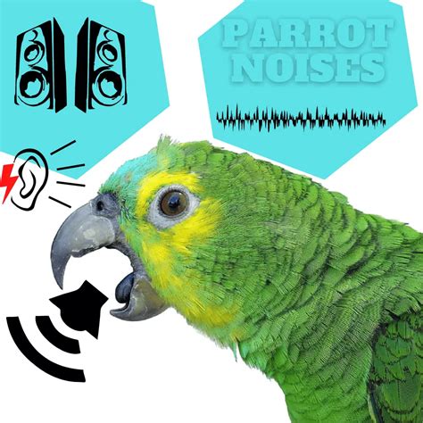 Why is my parrot silent?