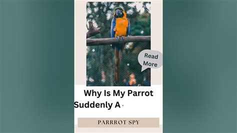 Why is my parrot suddenly aggressive?