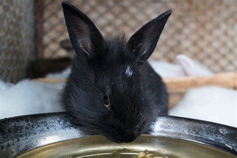Why is my rabbit drinking so much water and peeing a lot?