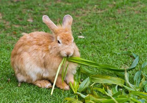 Why is my rabbit not eating but bloated?