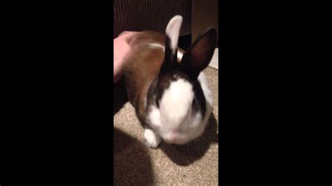 Why is my rabbits tummy making noises?