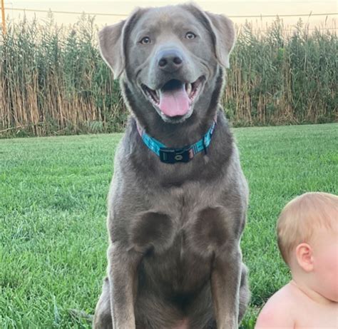 Why is my silver Lab so aggressive?