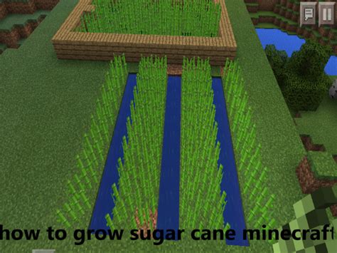 Why is my sugarcane not growing in Minecraft?