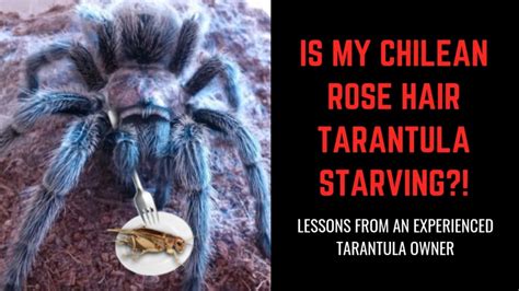 Why is my tarantula starving itself?