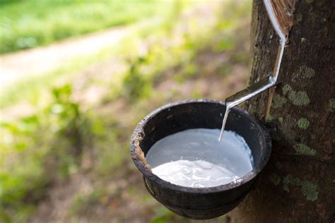 Why is natural rubber not sustainable?