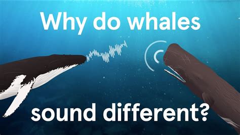 Why is noise bad for whales?