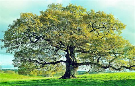 Why is oak the national tree of Germany?