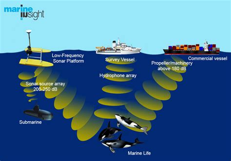 Why is ocean noise bad?