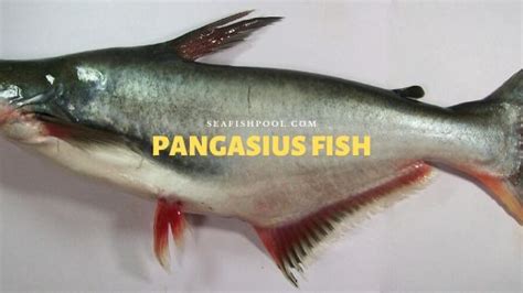 Why is pangasius fish banned?