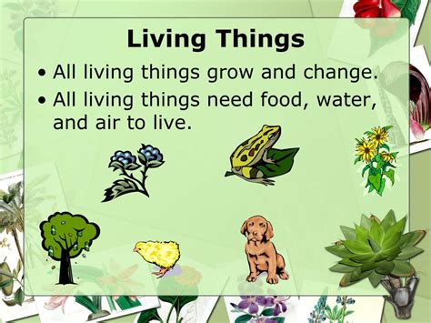 Why is plant a living thing?