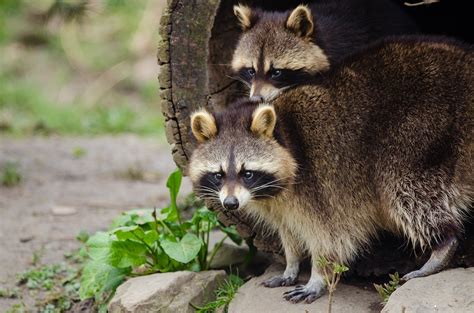 Why is raccoons so popular?