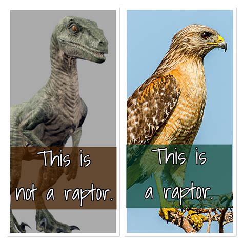 Why is raptor called raptor?