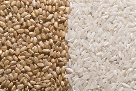 Why is rice not a grain?