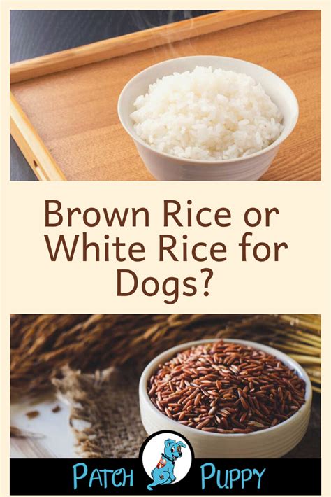 Why is rice so good for dogs?