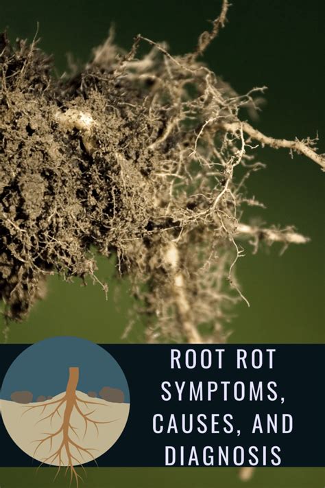 Why is rooting difficult?