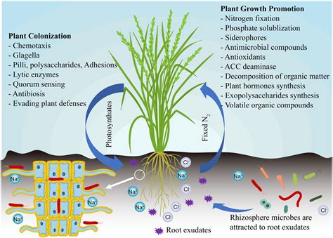 Why is salt toxic to bacteria?