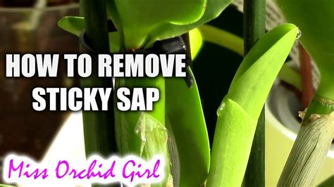 Why is sap sticky?