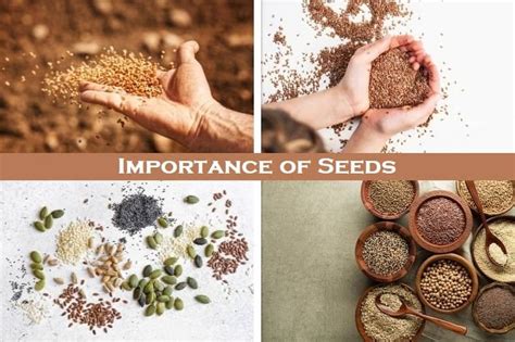 Why is seeding important?