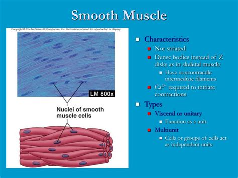 Why is smooth muscle not striated?
