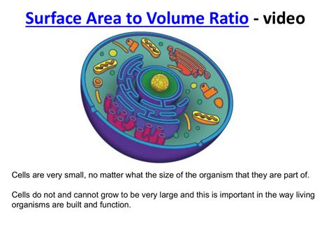 Why is surface area important for cells?