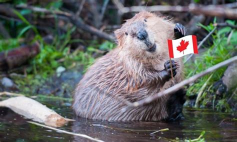 Why is the beaver Canada's animal?
