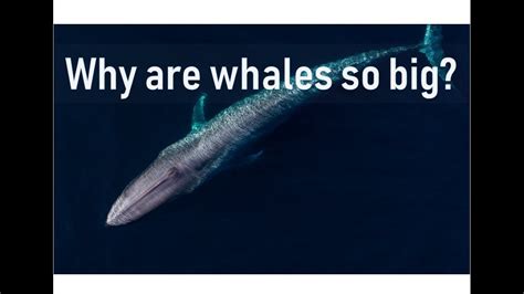 Why is the blue whale so big?