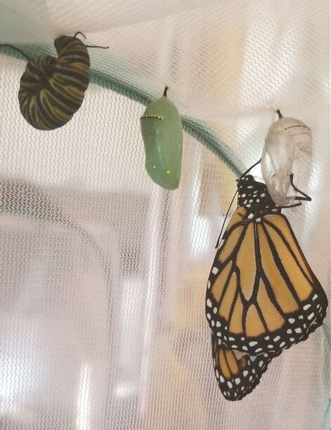 Why is the chrysalis moving?