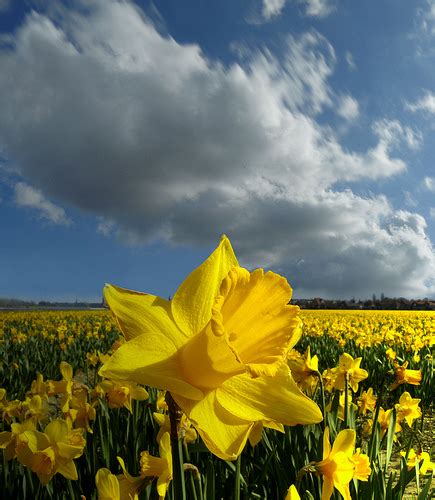 Why is the cloud lonely in daffodils?