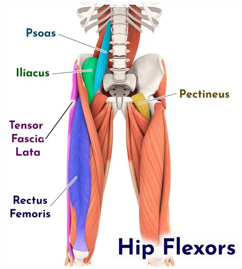 Why is the hip the strongest joint in the body?