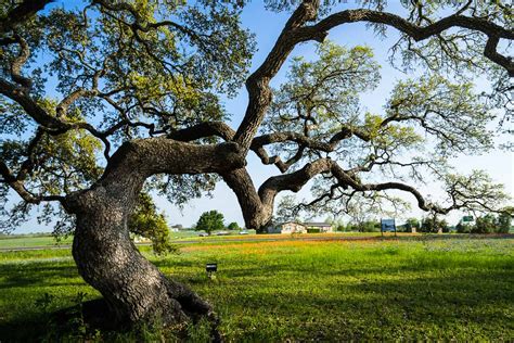 Why is the oak tree the tree of life?