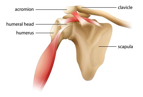 Why is the shoulder joint a weaker joint?