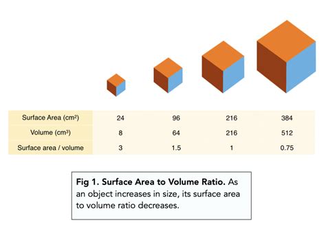 Why is the surface area to volume ratio important?