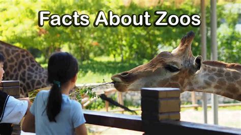 Why is the zoo fun?