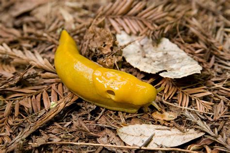 Why is there a hole in a banana slug?