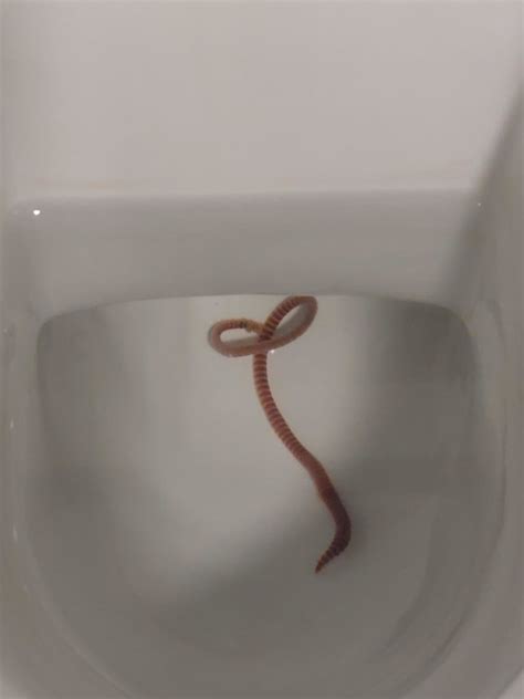 Why is there a red worm in my toilet?