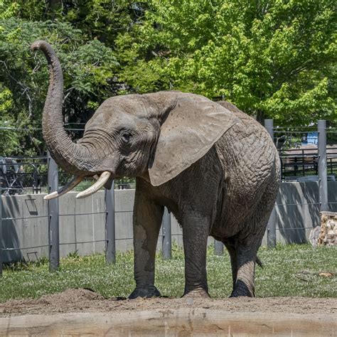 Why is there no elephants at the zoo?