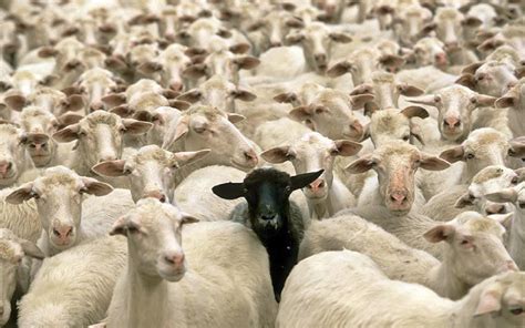 Why is there only one black sheep in a herd?